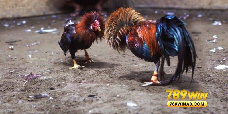 Tips đặt cược hay nhất, đảm bảo tỷ lệ chiến thắng cho tân thủ