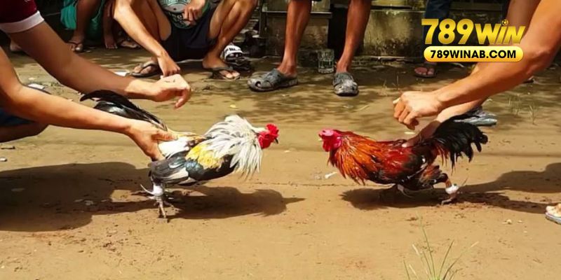 Nắm rõ quy định đặt cược đá gà cựa sắt