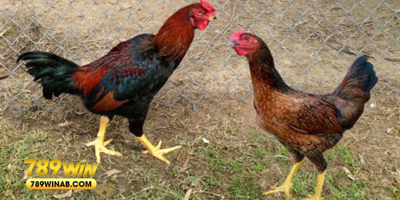 Gà Lục Đinh là ví dụ rõ ràng nhất của tướng gà chọi thần kê được yêu thích
