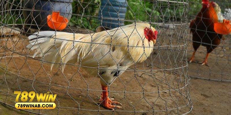 Gà Tử Mị sở hữu vẻ đẹp quyền lực và bí ẩn