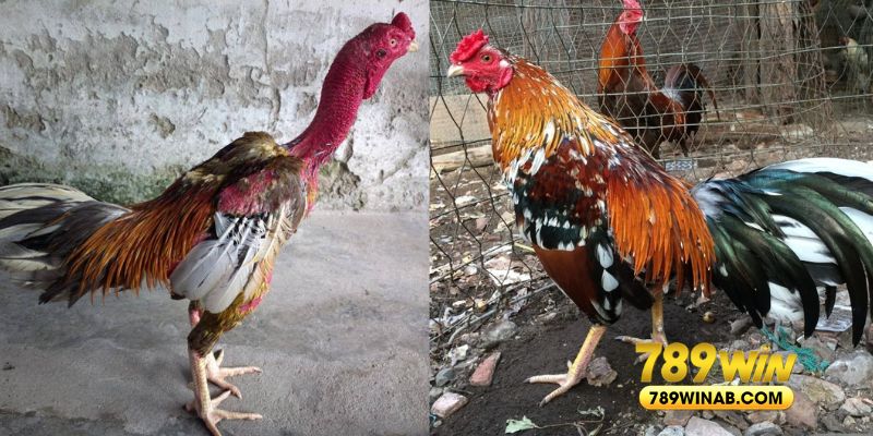 Giới thiệu về tướng gà chọi thần kê được các sư kê săn lùng 